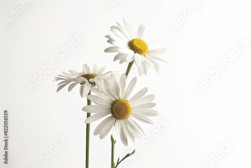 Realistic photograph of a complete Daisies solid stark white background  focused lighting