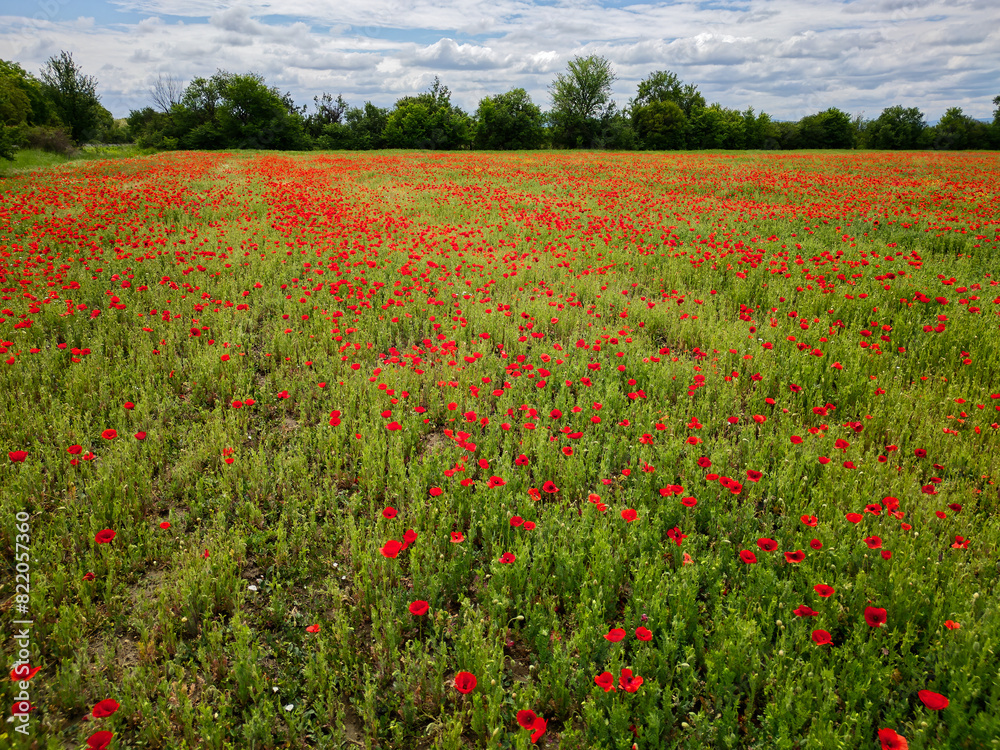 Landscape view of red poppy fields.
