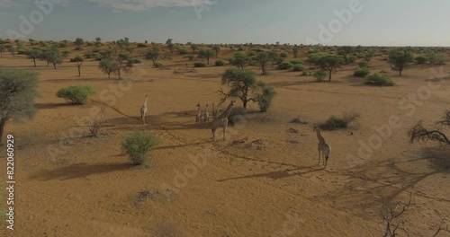 Aerial view of Intu Kalahari desert with giraffe, Hardap, Namibia. photo