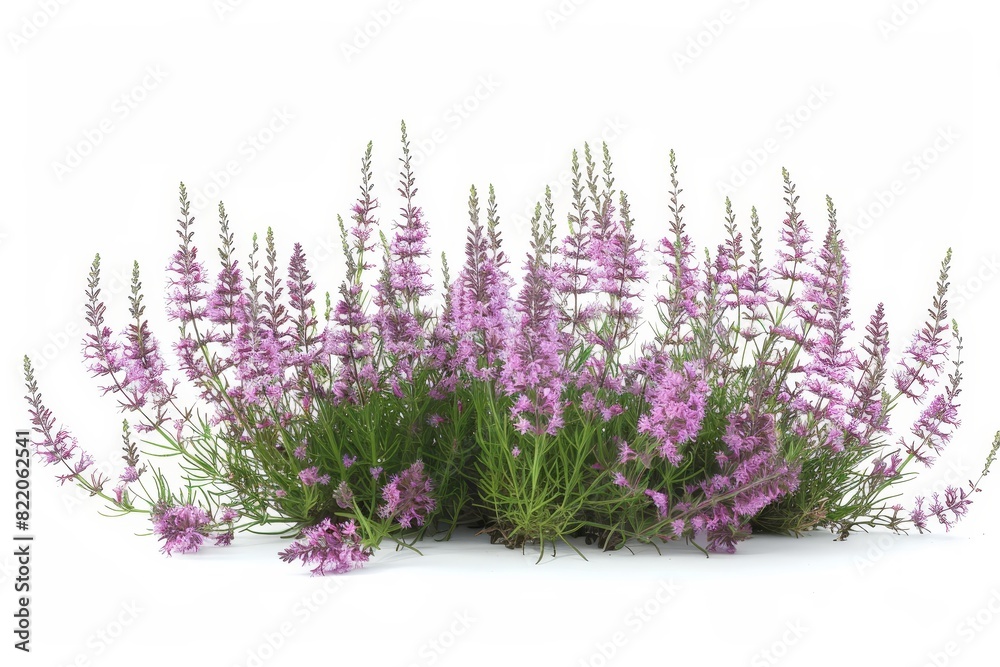 Realistic photograph of a complete Heather,solid stark white background, focused lighting Realistic photograph of a complete Heather,solid stark white background, focused lighting