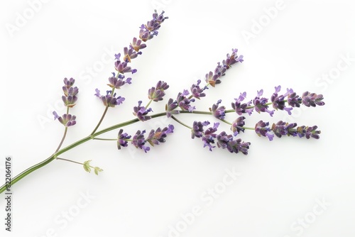 Realistic photograph of a complete Lavender solid stark white background  focused lighting