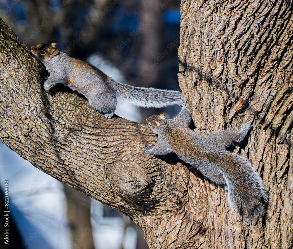 Obraz premium Two squirrels standing and sitting on a tree branch.