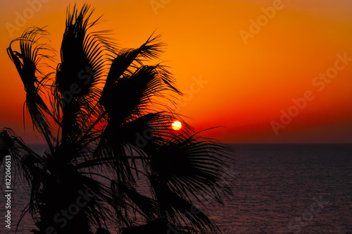 Palm tree halo against sunset on the Red Sea horizon.