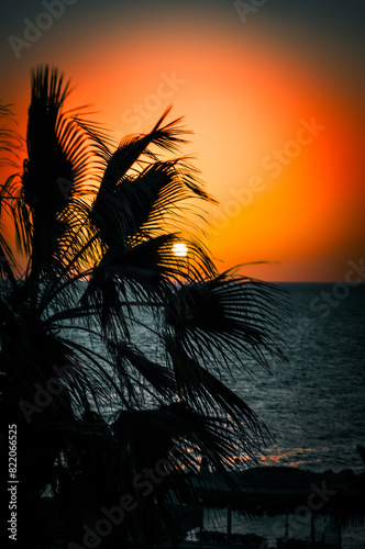 Palm tree halo against sunset on the Red Sea horizon.