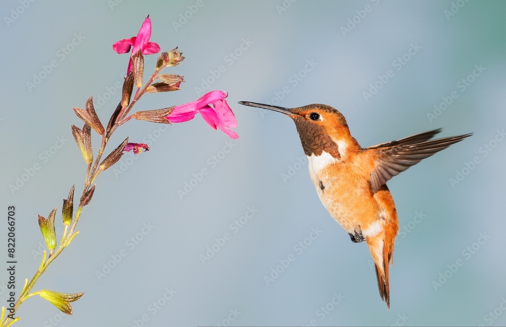 Fototapeta premium a hummingbird hovers with it's beak and wings extended and its head