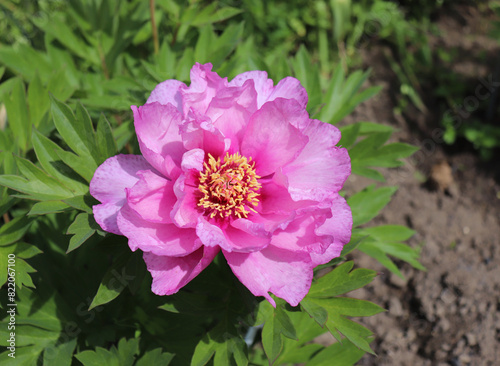 Peony in the garden. Shot of a peony in bloom works perfectly with the green background. Spring background. Blooming, spring, flora. Flowers photo concept. Greeting cards.