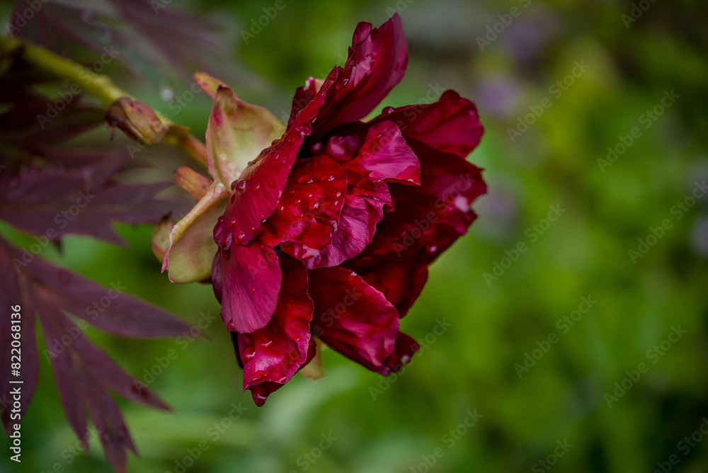 Obraz premium photo of spring flowers in the park