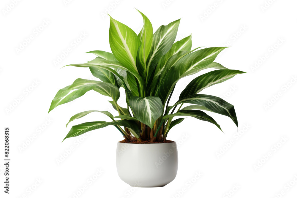 Verdant Symphony: A Potted Plants Lush Melody on a Clear PNG or White Background.