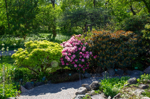 flowers in garden