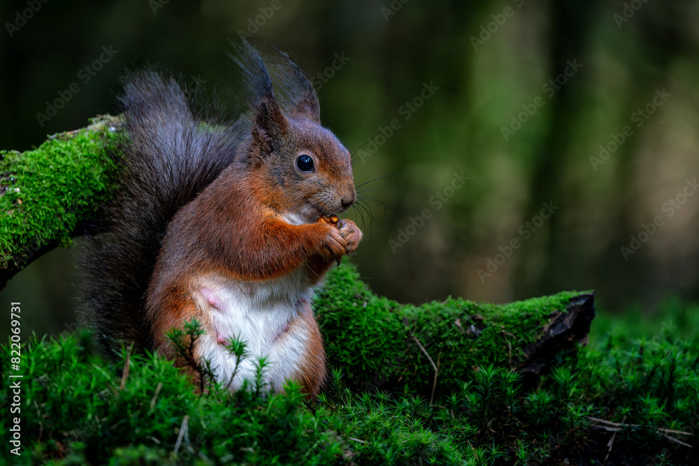 Eurasian red squirrel (Sciurus vulgaris) searching for food in the forest in the Netherlands. Eurasian red squirrel (Sciurus vulgaris) searching for food in the forest in the Netherlands.