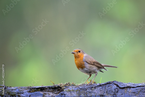 Bird Robin Erithacus rubecula, small bird in forest puddle, spring time in Poland Europe © Marcin Perkowski