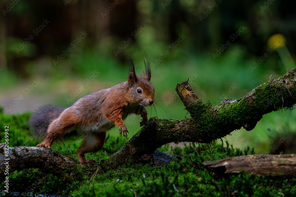 Eurasian red squirrel (Sciurus vulgaris) jumping in the forest of Noord Brabant in the Netherlands. Eurasian red squirrel (Sciurus vulgaris) jumping in the forest of Noord Brabant in the Netherlands.