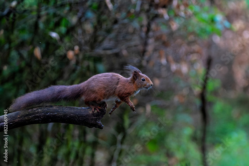 Eurasian red squirrel (Sciurus vulgaris) jumping in the forest of Noord Brabant in the Netherlands.  © henk bogaard