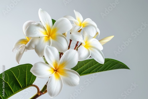 Realistic photograph of a complete Plumerias,solid stark white background, focused lighting © stardadw007