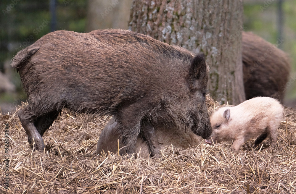Wildschwein in freier Natur im Fruehling . Wildschwein in freier Natur im Fruehling .