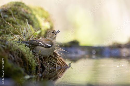 Bird female chaffinch Fringilla coelebs perching on forest puddle, spring time photo