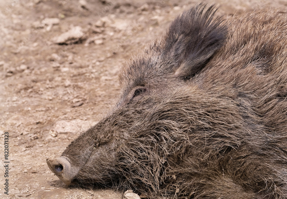 Wildschwein in freier Natur im Fruehling . Wildschwein in freier Natur im Fruehling .