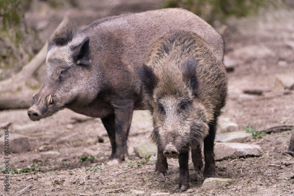 Wildschwein in freier Natur im Fruehling . Wildschwein in freier Natur im Fruehling .