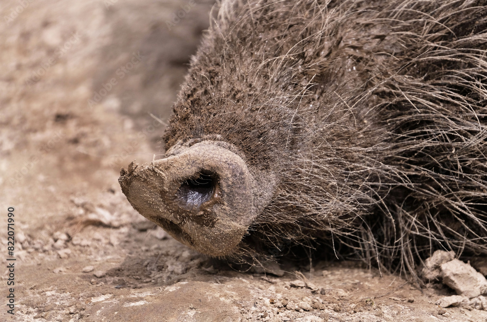 Fototapeta premium Wildschwein in freier Natur im Fruehling .