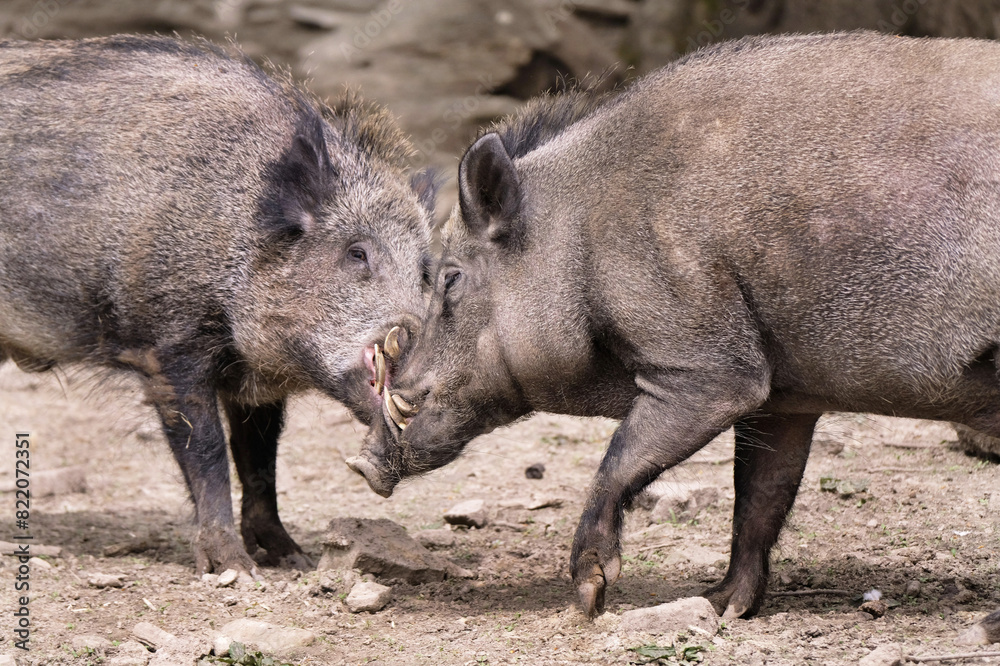 Wildschwein in freier Natur im Fruehling . Wildschwein in freier Natur im Fruehling .