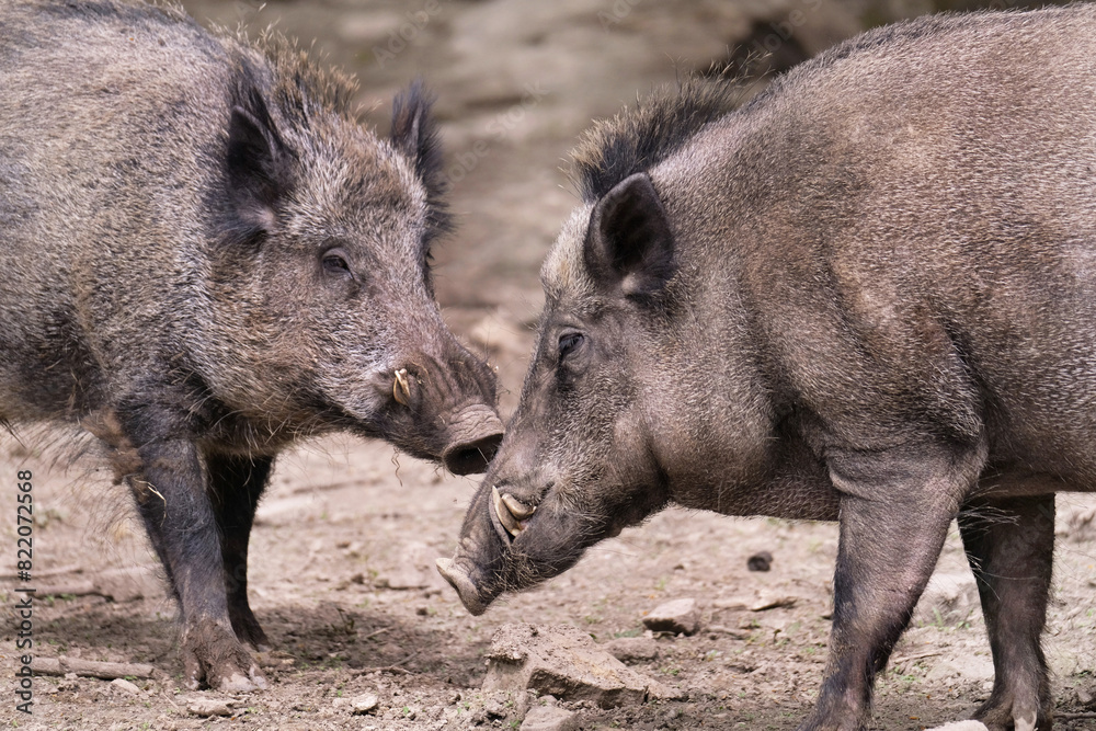 Wildschwein in freier Natur im Fruehling . Wildschwein in freier Natur im Fruehling .
