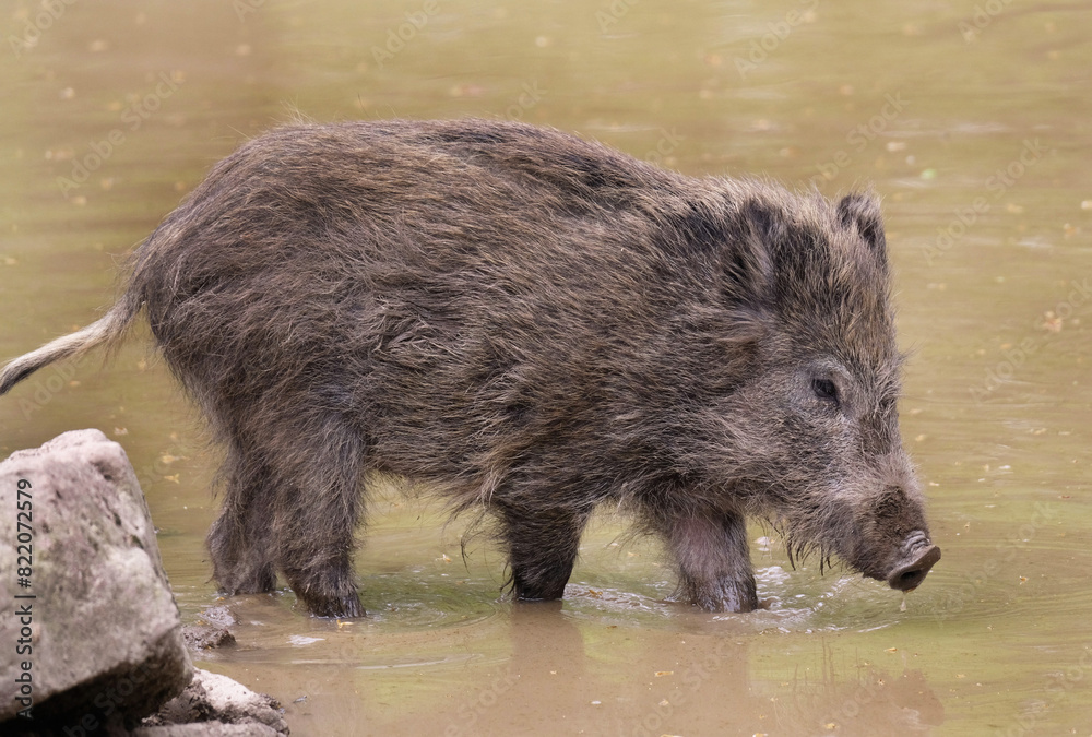 Wildschwein in freier Natur im Fruehling . Wildschwein in freier Natur im Fruehling .