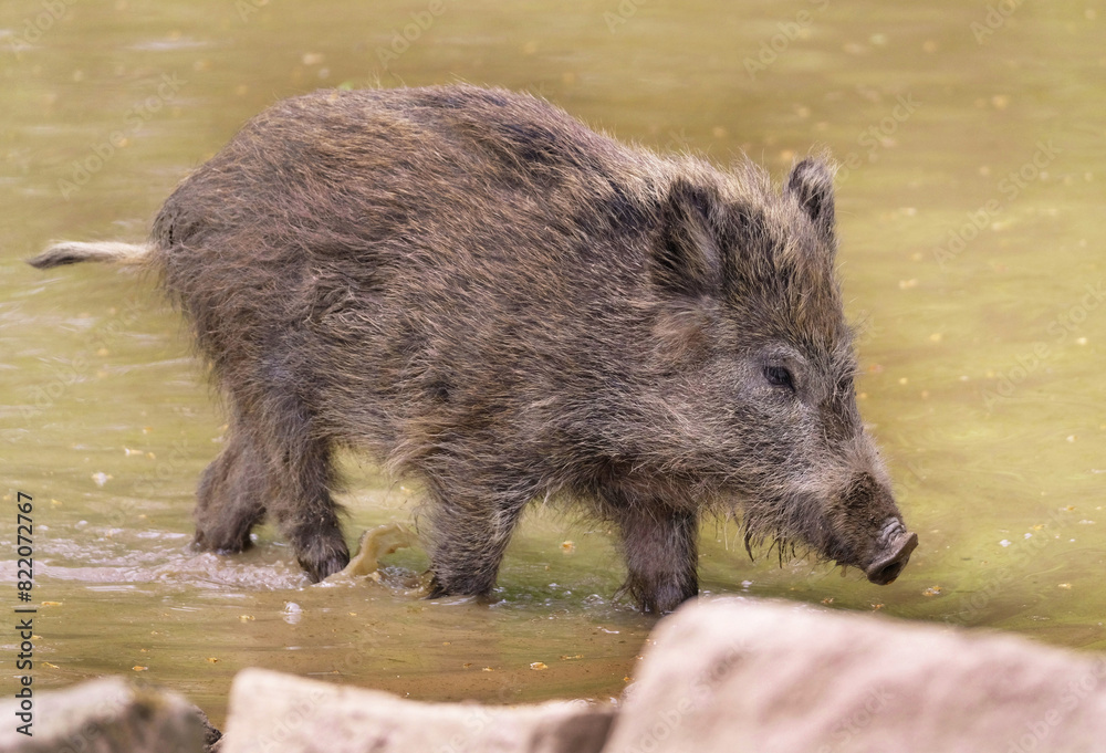 Wildschwein in freier Natur im Fruehling . Wildschwein in freier Natur im Fruehling .