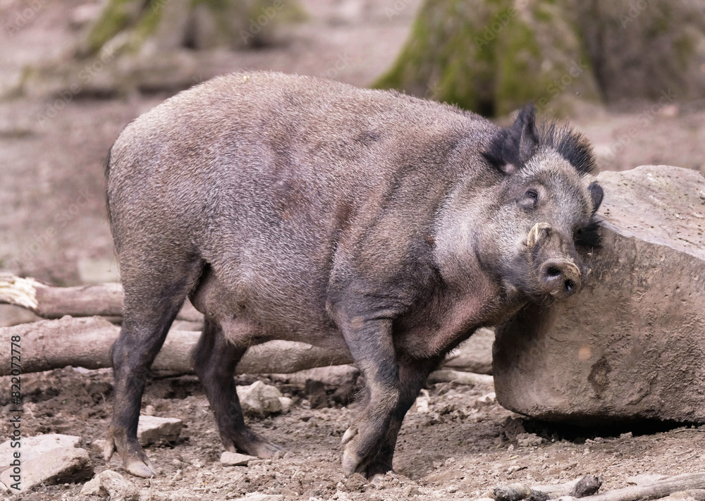 Wildschwein in freier Natur im Fruehling . Wildschwein in freier Natur im Fruehling .