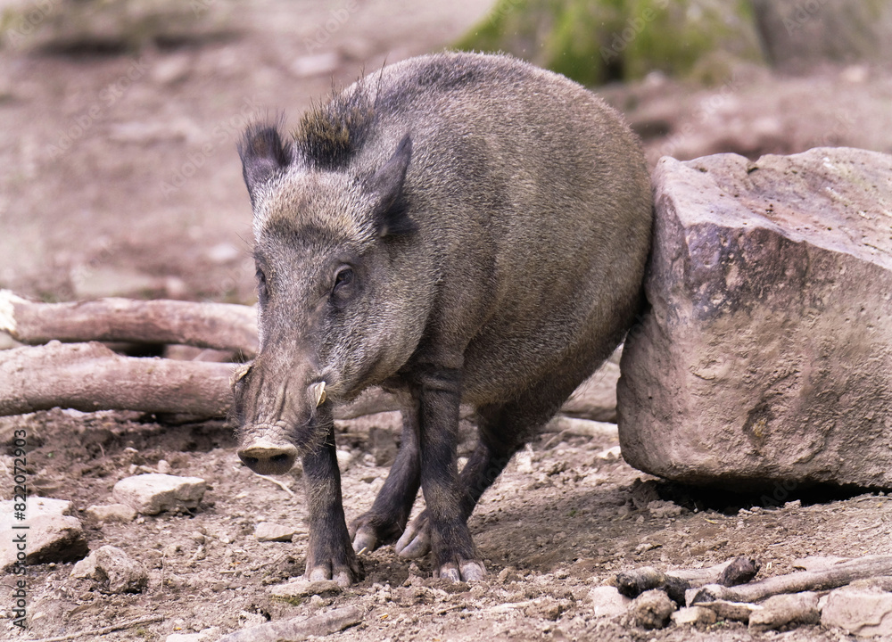 Wildschwein in freier Natur im Fruehling . Wildschwein in freier Natur im Fruehling .