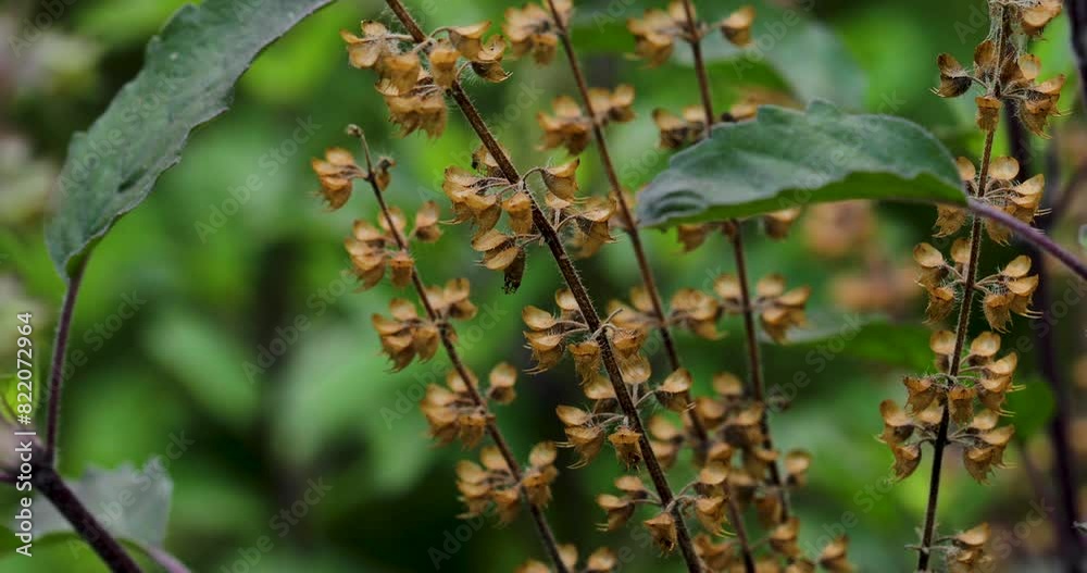Closeup shot of Holy basil flower plants in the garden with a blurred background Closeup shot of Holy basil flower plants in the garden with a blurred background