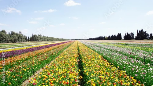 Field aerial video of Ranunculus in Kibbutz Nir Yitzhak photo