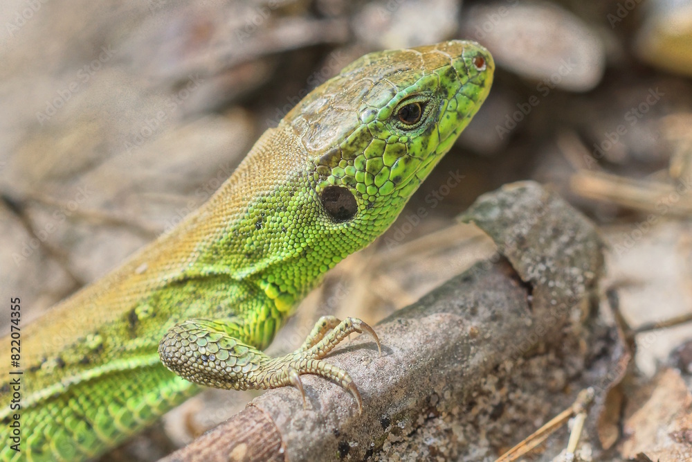 one small wild green lizard sits on gray dry needles on the ground in the forest one small wild green lizard sits on gray dry needles on the ground in the forest