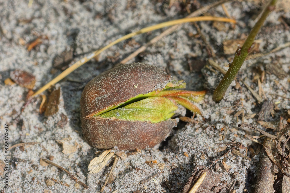 one brown acorn with a sprouted green sprout on gray sand in nature