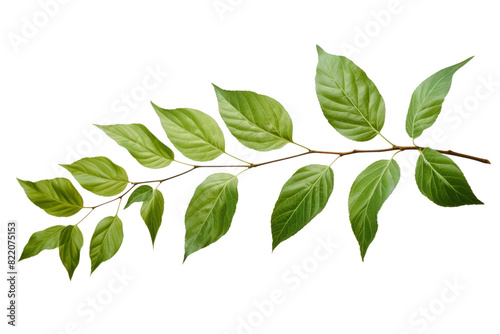 Enchanted Branch: A Dance of Green Leaves on a Clear PNG or White Background.