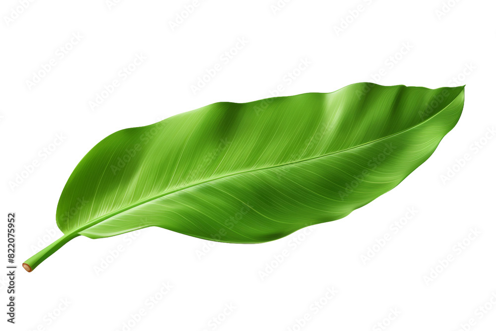 Fototapeta premium Enigmatic Emerald: A Majestic Green Leaf Unfolding on a Clear PNG or White Background.