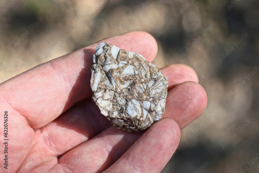 a man hand holds a brown gray piece of stone on a summer street a man hand holds a brown gray piece of stone on a summer street