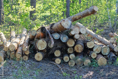 a pile of brown pine tree logs on the ground in the forest