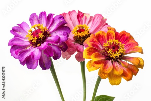 Realistic photograph of a complete Zinnias solid stark white background  focused lighting