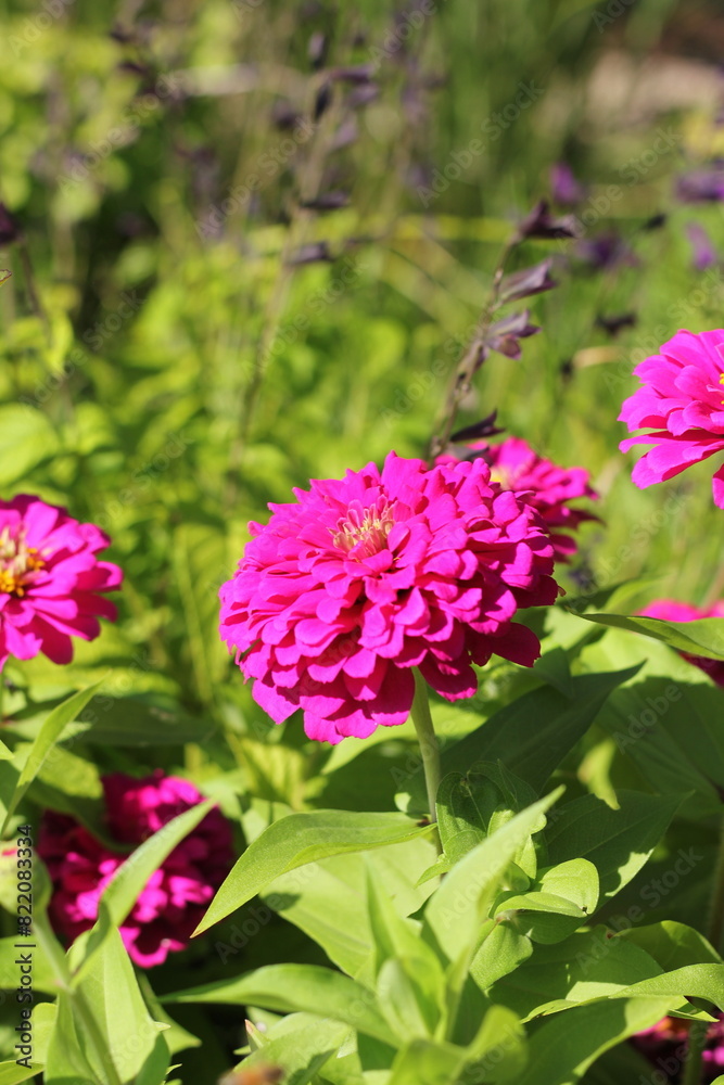 pink flowers in the garden pink flowers in the garden