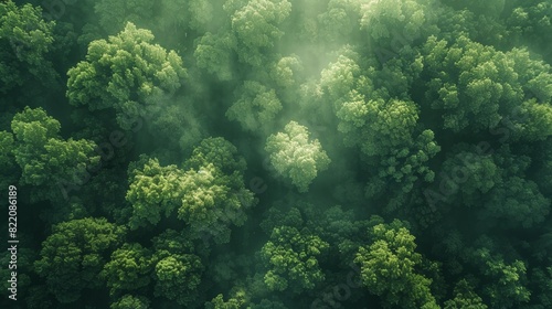 An aerial view of a dense forest canopy, with sunlight filtering through the leaves and casting dappled shadows on the forest floor, highlighting the complexity and beauty