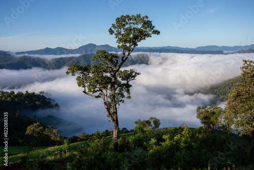 The perfect mountain landscape of the rainforest. Dense white mist  lush green forest  clear sky.