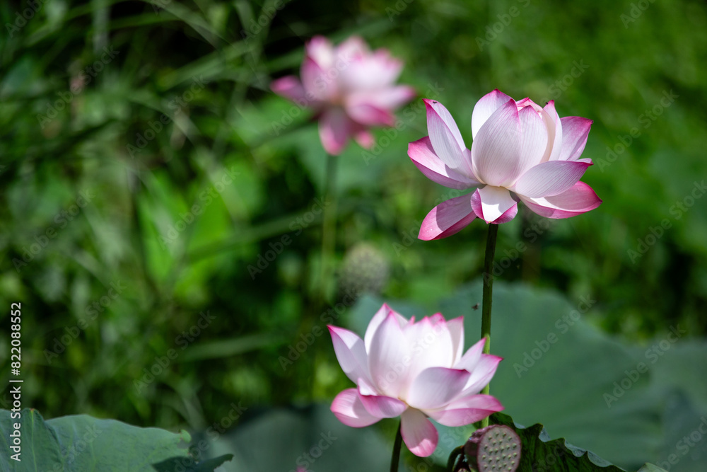 selective focus beautiful pink and white lotus flowers many lotuses pop up in a natural pond A fish pond with lots of lotus flowers and green plants looks like a natural pond. selective focus beautiful pink and white lotus flowers many lotuses pop up in a natural pond A fish pond with lots of lotus flowers and green plants looks like a natural pond.