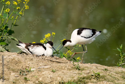 Avocette in coppia