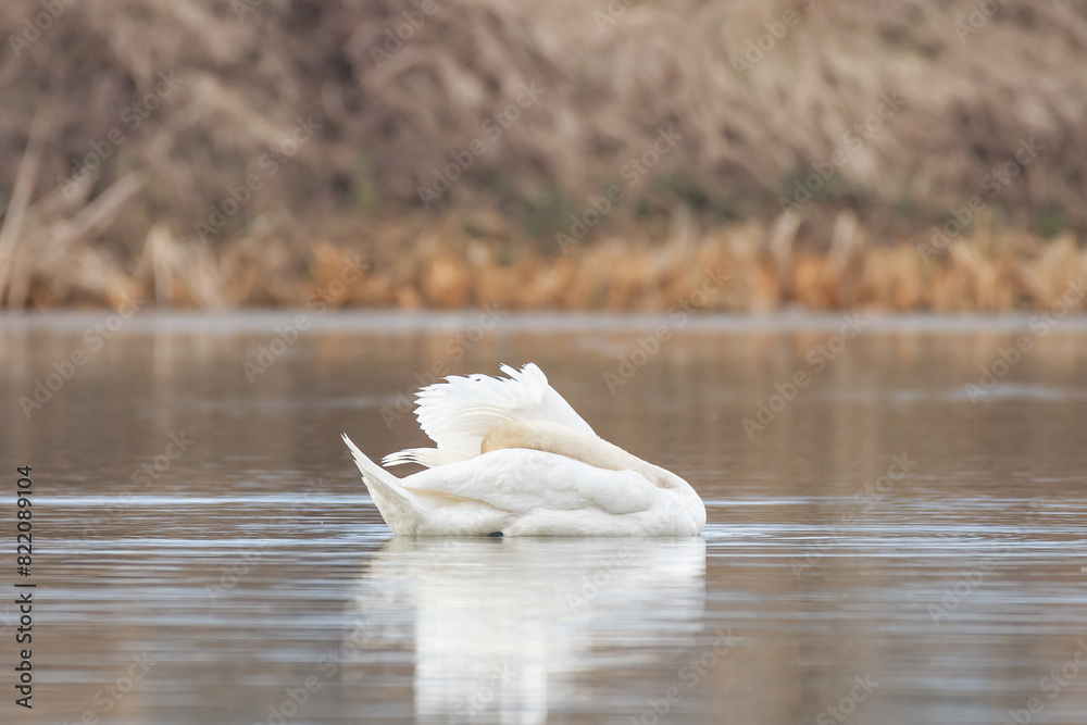 Φωτογραφία Mute swan - Cygnus olor - a large water bird with white plumage and orange beak and a long neck, the bird cleans its feathers on the lake