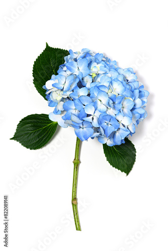 Beautiful blue hydrangea