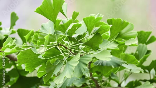 Ginkgo biloba, gingko maidenhair tree, is tree native to China. It is last living species in order Ginkgoales, which first appeared over 290 million years ago. photo
