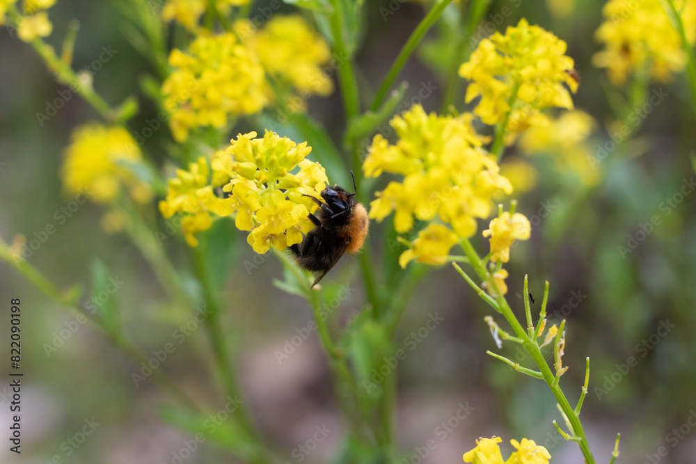 Bee on yellow flower.