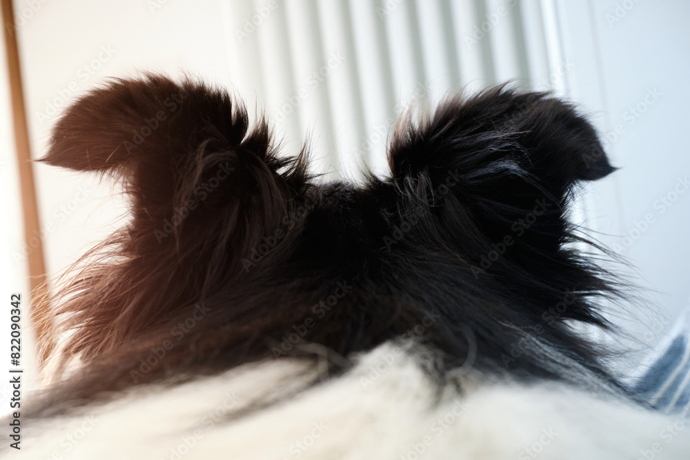 Foto delle orecchie di un border collie scattata in una casa di Ovada.
