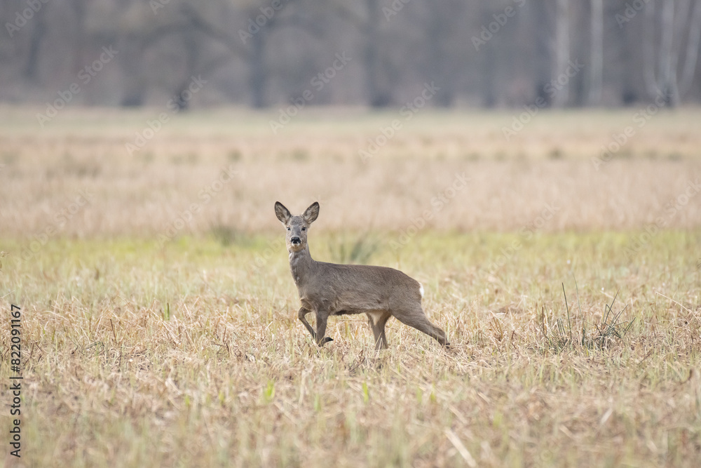 Roe deer (Capreolus capreolus) a mammal with brown fur, the animal stands in a field and watches. Roe deer (Capreolus capreolus) a mammal with brown fur, the animal stands in a field and watches.