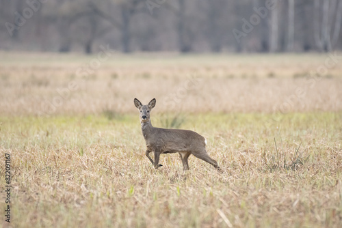 Roe deer  Capreolus capreolus  a mammal with brown fur  the animal stands in a field and watches.